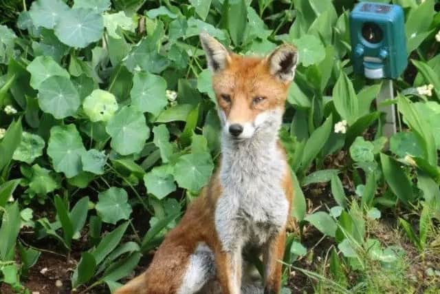 The League Against Cruel Sports claims illegal fox hunting is happening in Lincolnshire - but the Countryside Alliance disputes such claims.