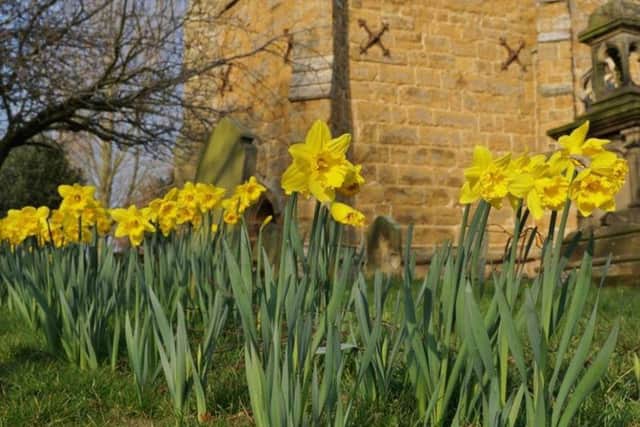 Daffodils at Middle RasenPhoto by Angela Mayne EMN-190226-094203001