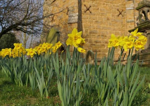 Daffodils at Middle Rasen
Photo by Angela Mayne EMN-190226-094203001