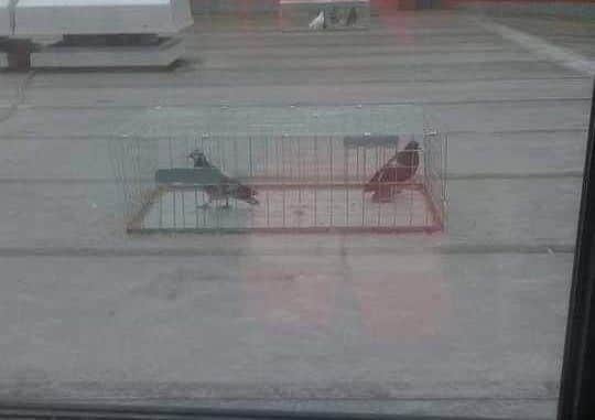 Pigeons in a trap on Skegness Academy roof. ANL-190226-113027001