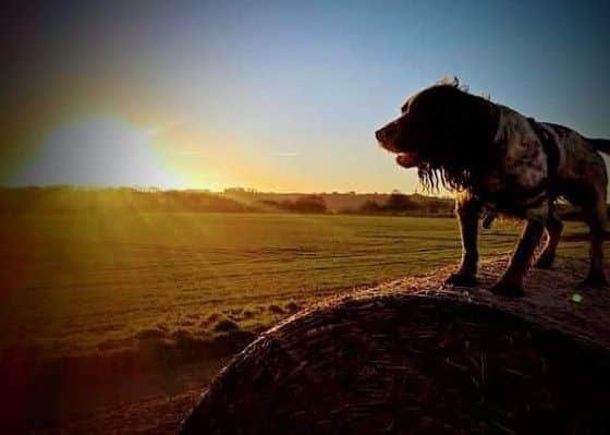 Picture of the week - by Carl Hardy EMN-190227-142228001