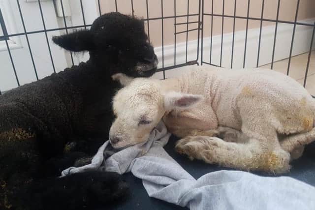 Two of the latest arrivals at Tattershall Farm Park - Peppa and Salt.