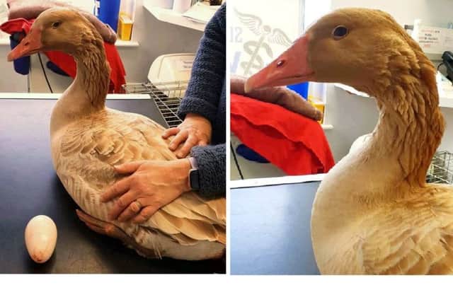 Relief at last: The 'golden goose' at Sutterton Veterinary Hospital, pictured after her egg was successfully removed.