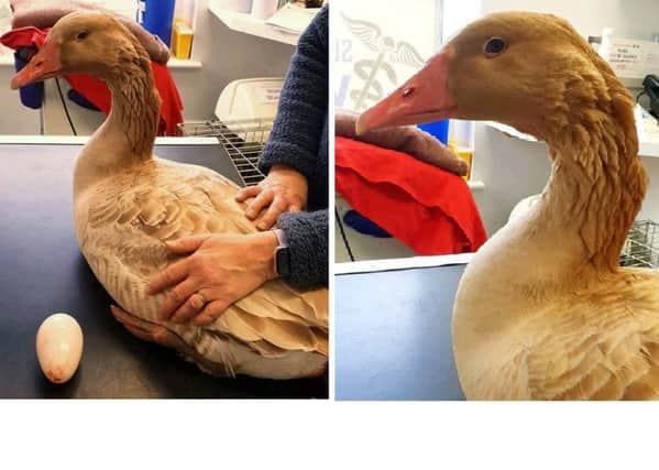Relief at last: The 'golden goose' at Sutterton Veterinary Hospital, pictured after her egg was successfully removed.