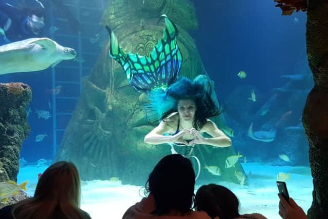 Laura pictured in a tank at Sea Life in Manchester.
