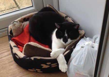 Smudge resting after his recent ordeal.