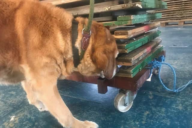 PD Archie showing how it's done