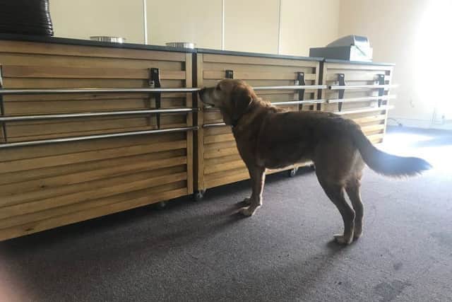 Old timer PD Archie in action. ANL-190314-125514001