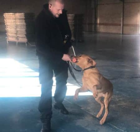 It may be playtime now but Buddy will have an important role in the future as a police dog. ANL-190314-131253001