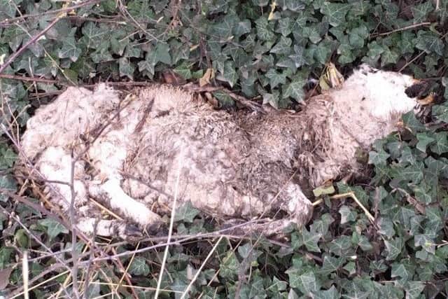 A dead sheep carcass seen at the side of the road at Burton Pedwardine. EMN-190325-135136001