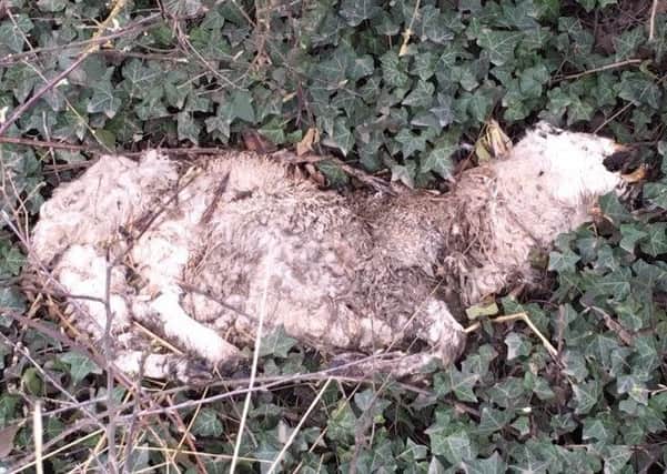 A dead sheep carcass seen at the side of the road at Burton Pedwardine. EMN-190325-135136001