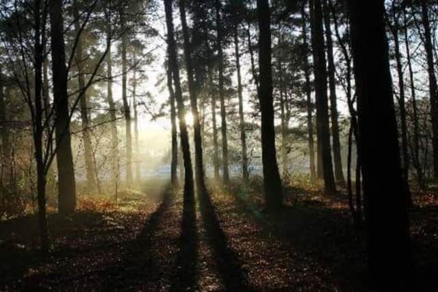 Melissa Bostock - Willingham Woods