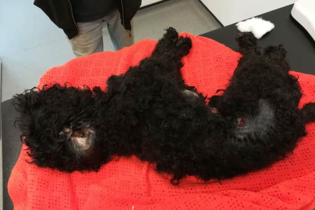 Ned was put to sleep on medical grounds after owner Vicki Ann Ball allowed him to get into a horrific state. Picture: RSPCA.