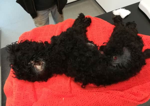 Ned was put to sleep on medical grounds after owner Vicki Ann Ball allowed him to get into a horrific state. Picture: RSPCA.