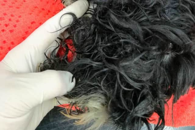Ned was put to sleep on medical grounds after owner Vicki Ann Ball allowed him to get into a horrific state. Picture: RSPCA.