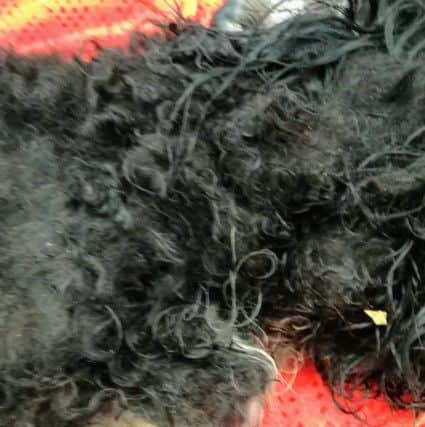 Ned was put to sleep on medical grounds after owner Vicki Ann Ball allowed him to get into a horrific state. Picture: RSPCA.