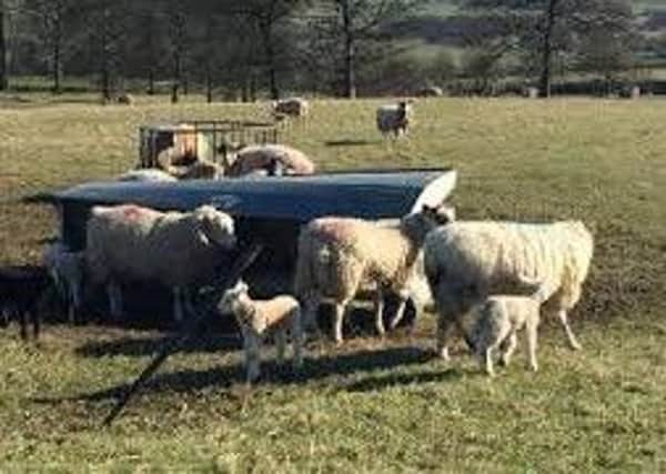 The CLA has asked dog owners to keep their pets away from sheep during the lambing period EMN-190323-162847001