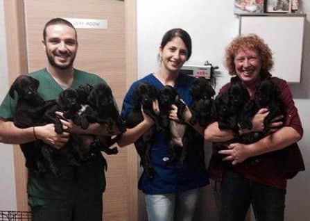 Christine pictured with vets in Cyprus and a number of puppies she helped to rescue.