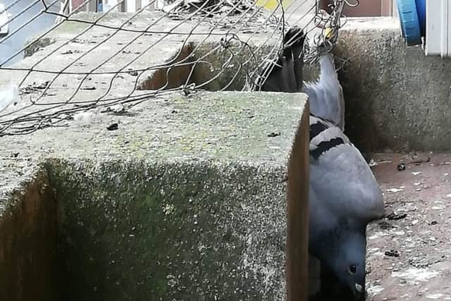 Pigeon trapped at Louth Town Hall