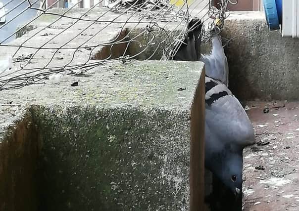 Pigeon trapped at Louth Town Hall