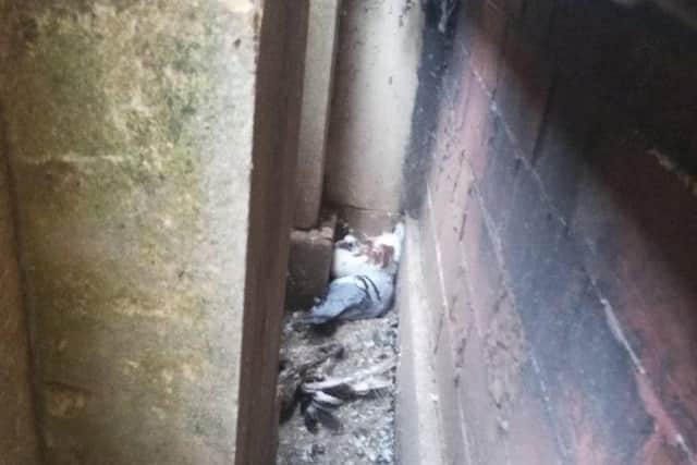 Animal welfare campaigners have continued to raise concerns over pigeons becoming trapped in the netting at Louth Town Hall.