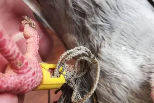 Animal welfare campaigners have continued to raise concerns over pigeons becoming trapped in the netting at Louth Town Hall.