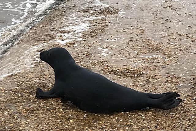 The rare jet black seal taking a rest on Winthorpe Beach near Skegness. Photos by Phil Bradley.