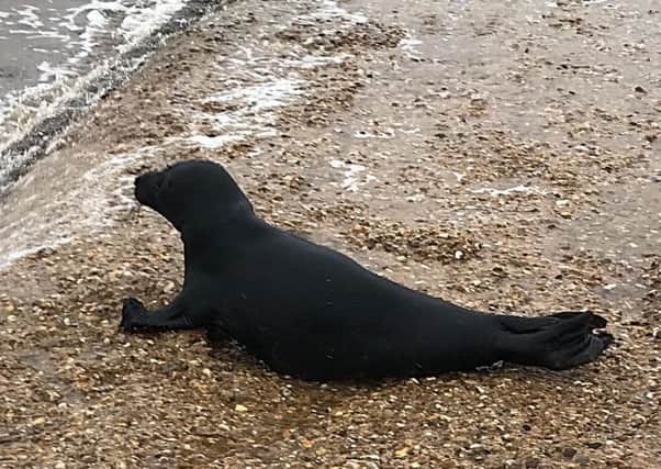 The rare jet black seal taking a rest on Winthorpe Beach near Skegness. Photos by Phil Bradley.