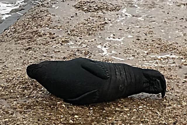 Lounging about: The seal rolls onto its side to show of its black tummy.