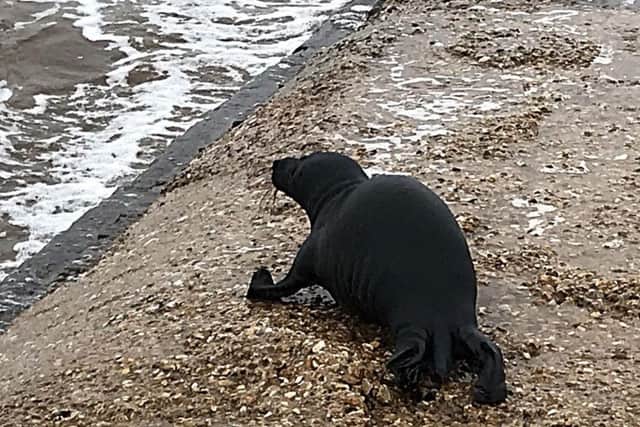 On the move: the black seal makes for the water.