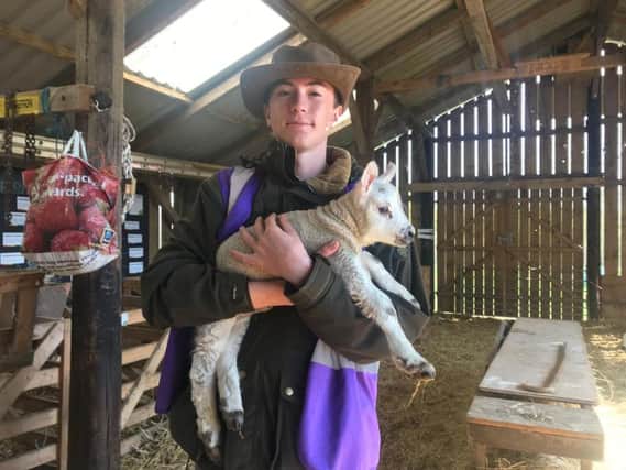 Noah Blevins at the Lambing Open Day at the Askefield Project in Friskney.