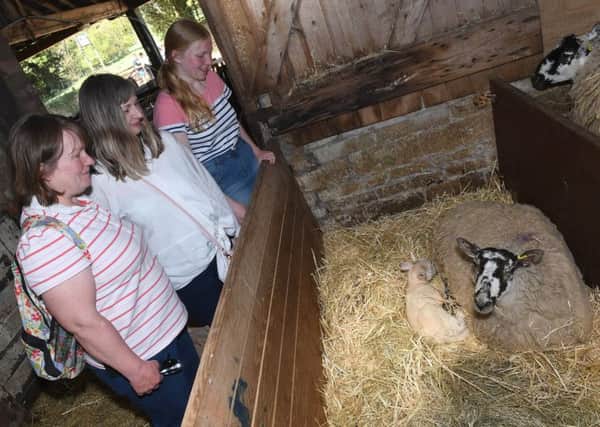Easter egg hunt at Rauceby Hall with visits to the lambing sheds at Rauceby Hall Farm. L-R Sally Farmer, Judy Watson and Emma Farmer 15 in the lambing shed. EMN-190422-095404001