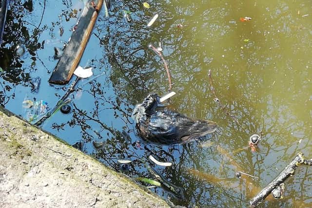 This dead duck was spotted in the pond on Sunday.