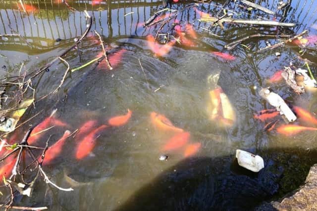 A photo of fish swimming amongst items of litter in the pond at Tower Gardens.