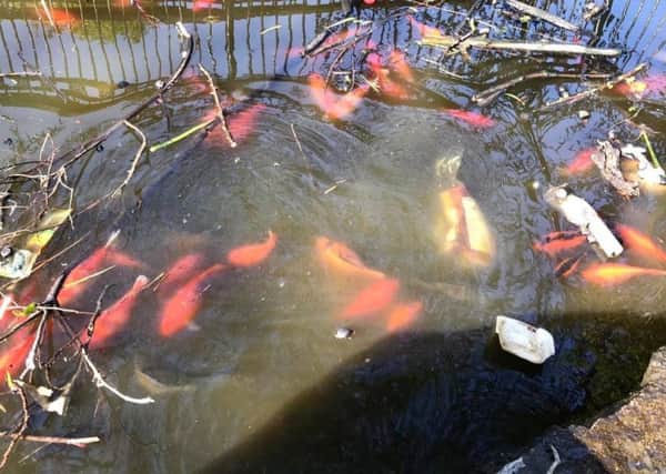 A photo of fish swimming amongst items of litter in the pond at Tower Gardens.