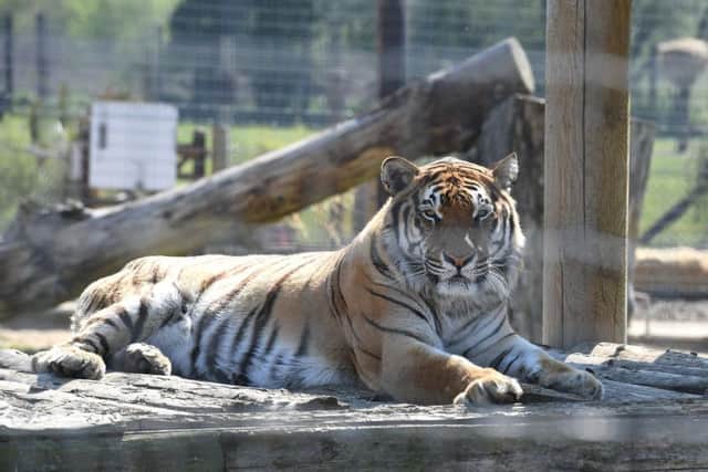Wolds Wildlife Park open day. EMN-190423-153309001