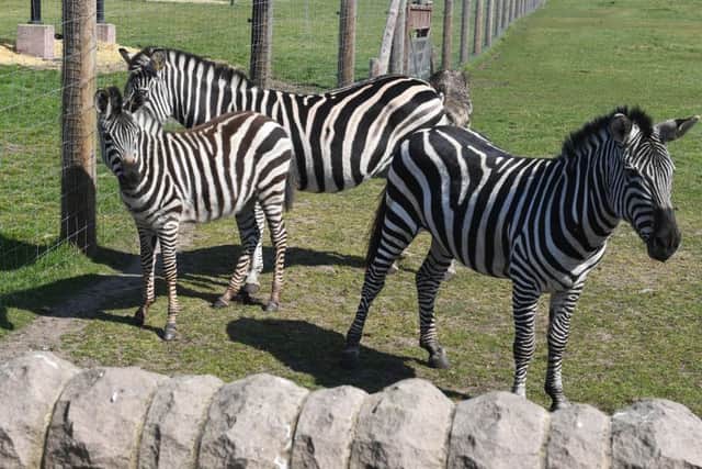 Wolds Wildlife Park open day. EMN-190423-153528001