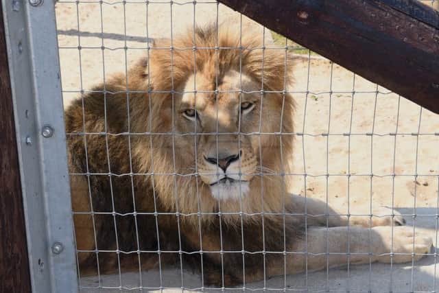 Crowds flocked to Wolds Wildlife Park over the Easter weekend.