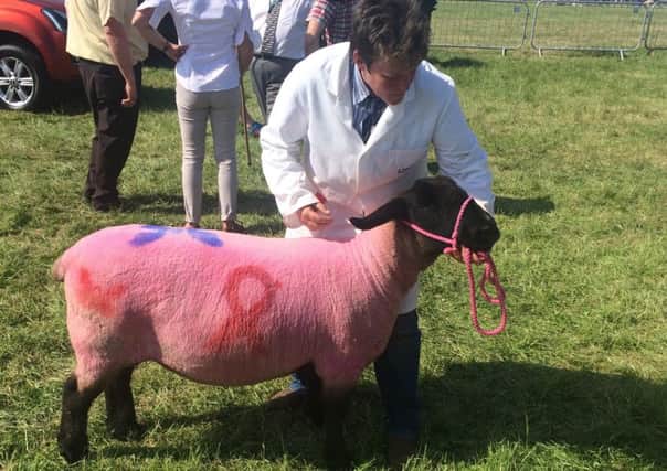 Tina Blythe from Langrick with her Champion of Champions sheep Tweets at last year's Woodhall Spa Country Show EMN-190513-213617001