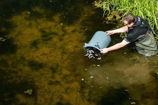 The fish being released by the Environment Agency