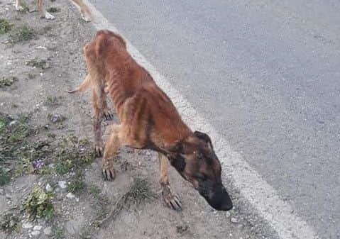 A starving dog found on the streets of Malaga.