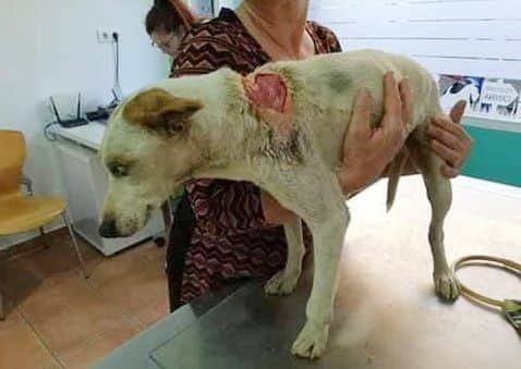Dog Muki was found with a host of horrendous injuries, including a deep knife wound to the top of his neck.