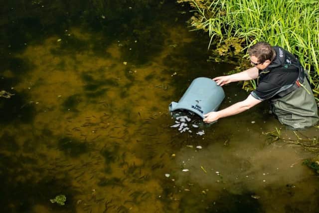 The fish being released by the Environment Agency