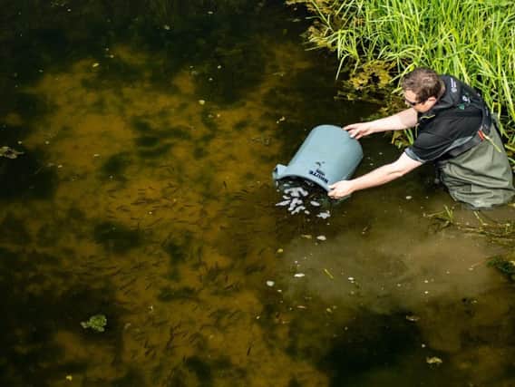 The fish being released by the Environment Agency