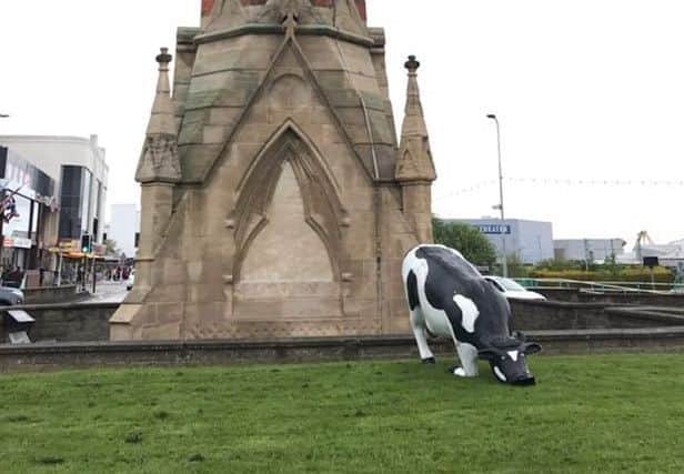 This cow turned up on the Clock Tower roundabout and had to be moo-ved. Photo: Barry Robinson. ANL-190513-070459001