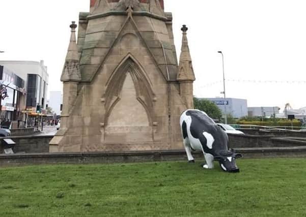 This cow turned up on the Clock Tower roundabout and had to be moo-ved. Photo: Barry Robinson. ANL-190513-070459001