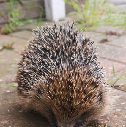 The latest hog patient amazed Tracey at Hedgelina's by taking herself to her rescue - arriving at Tracey's front door 'very thin and dehydrated'. She is now being treated and recovering well.