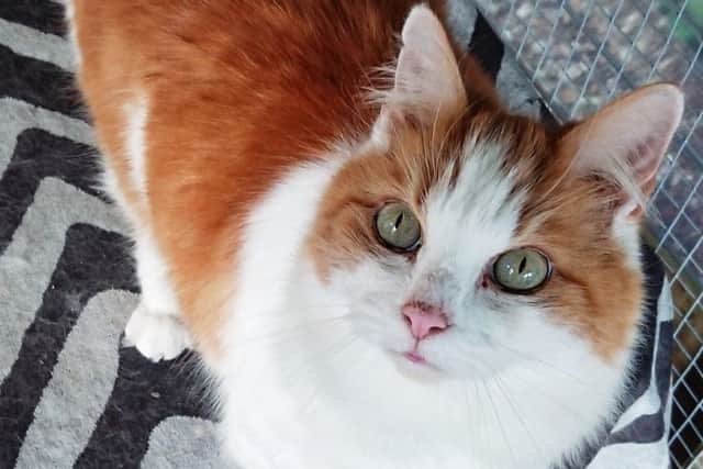 Could you give Cromwell a loving home?
