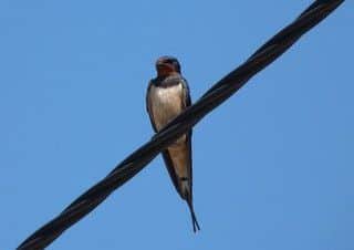 Swallow