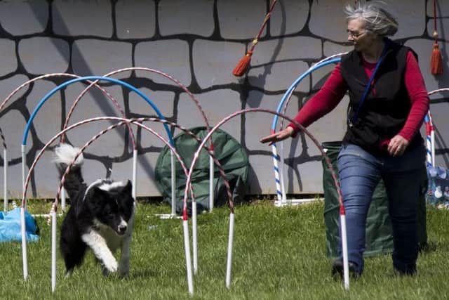 Canine fun at the heavy horse centre EMN-190517-161433001